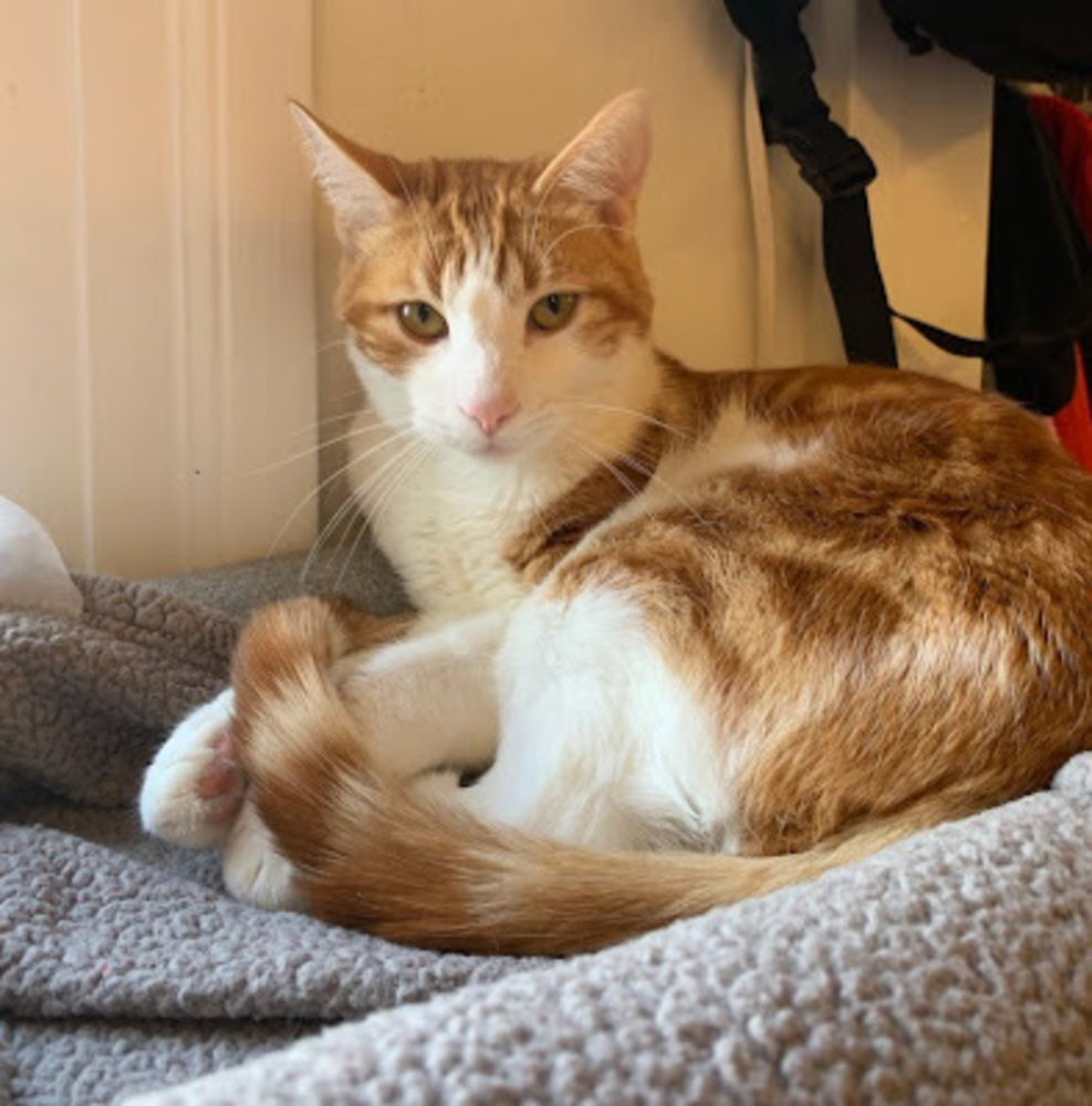 Meet your Posher, Josue